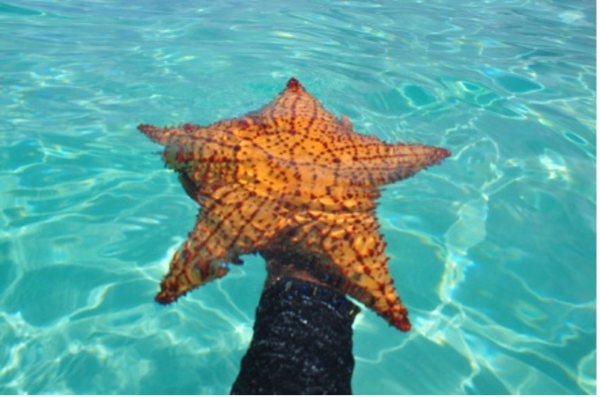 Playa de Isla Saona